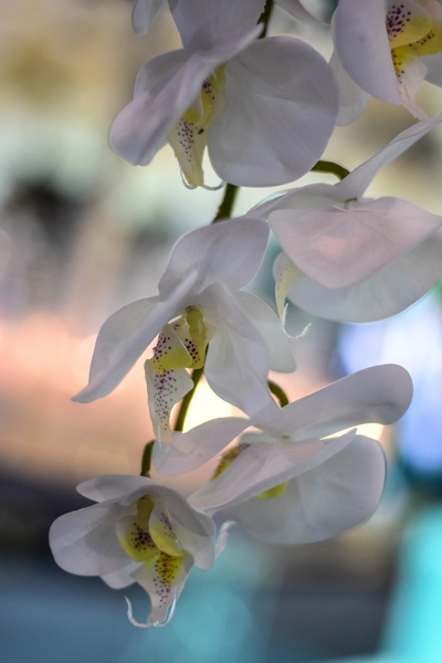Flower Concept at the Royal Wedding Fair 